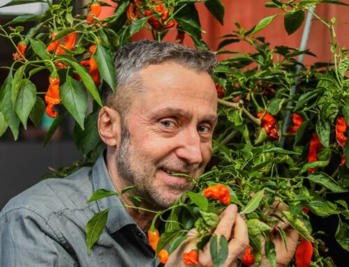 Chilis: Jetzt wird es scharf