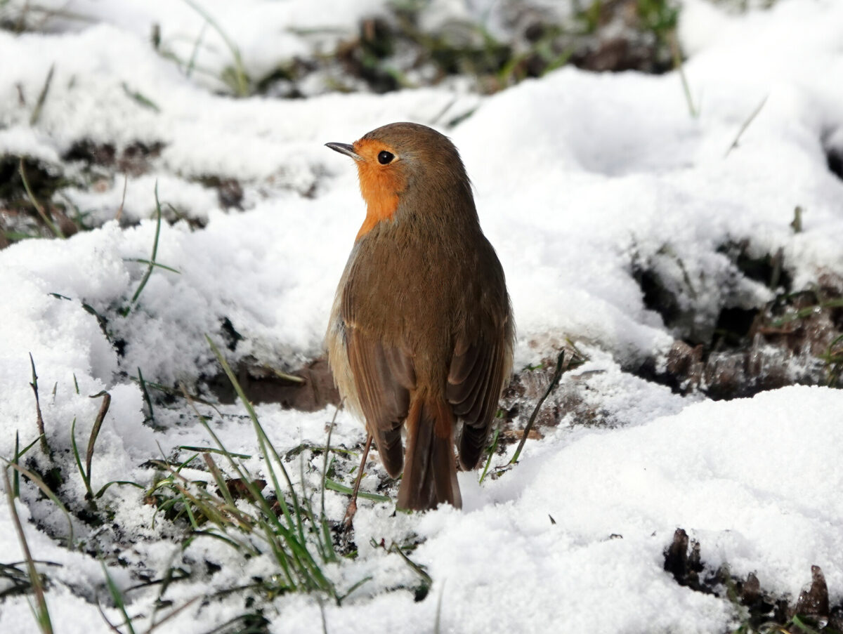 Ein Rotkehlchen im Schnee